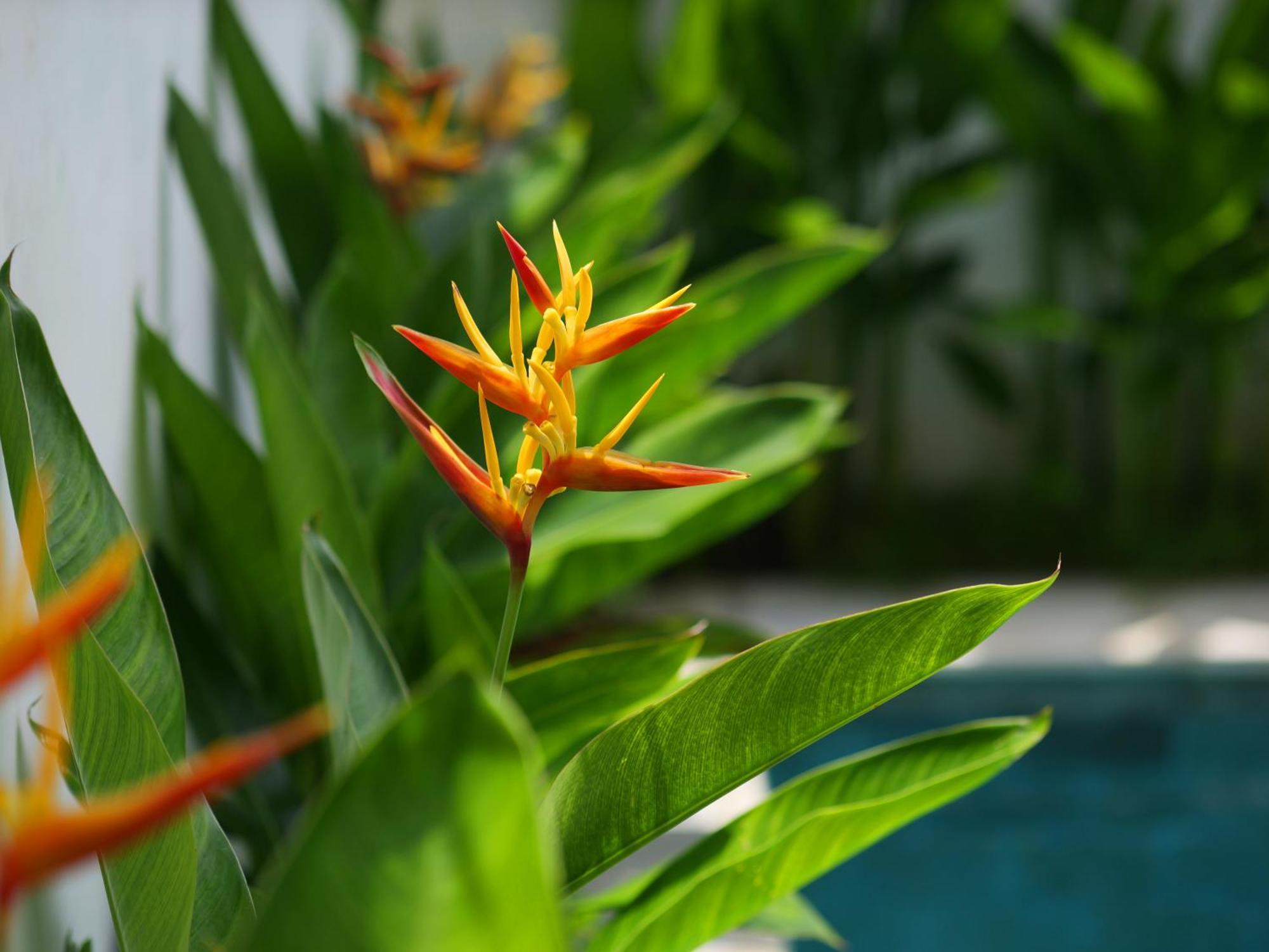 Ken Ken Guest House Seminyak Exteriér fotografie